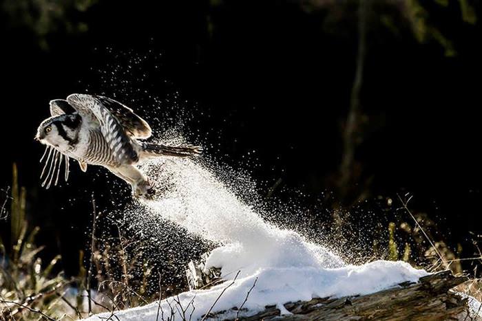 30 Amazing Owls