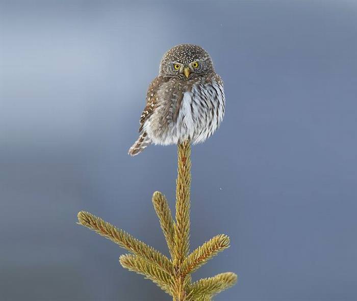 30 Amazing Owls