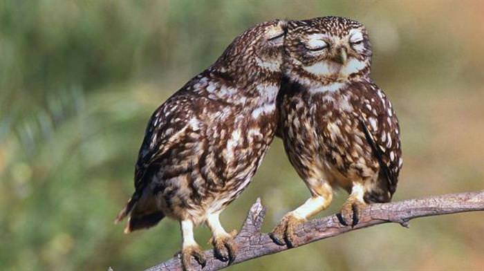 30 Amazing Owls