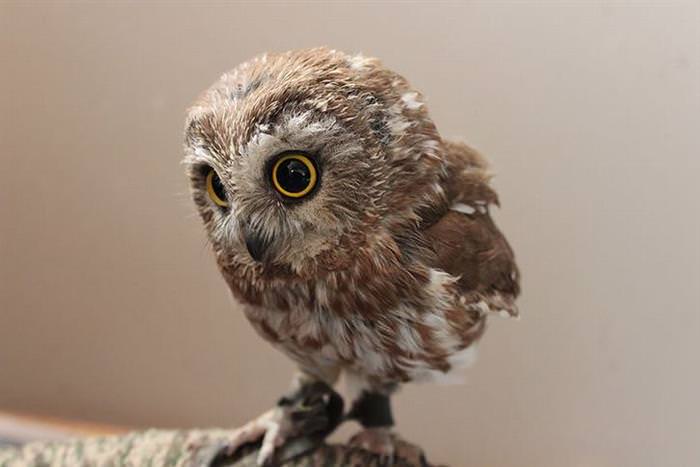 30 Amazing Owls