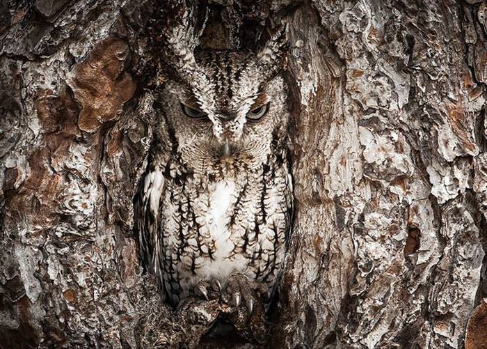 30 Amazing Owls