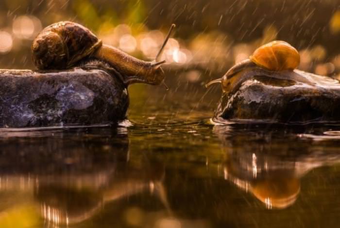 35 Entries from the National Geographic Photo of the Year Contest