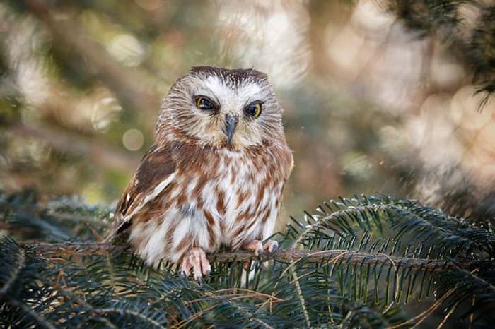 30 Amazing Owls