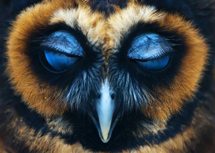 30 Amazing Owls