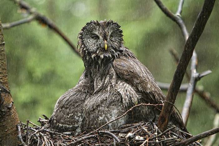 30 Amazing Owls