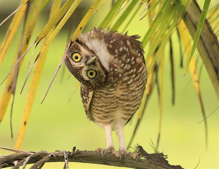 30 Amazing Owls