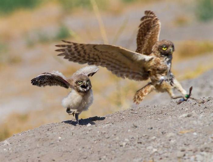 30 Amazing Owls