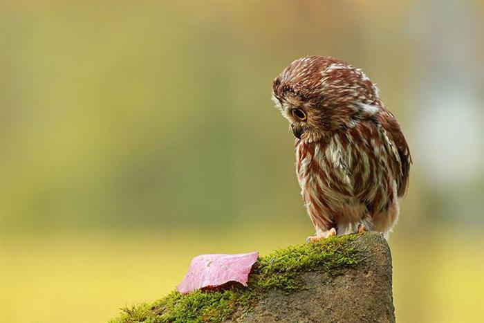 30 Amazing Owls