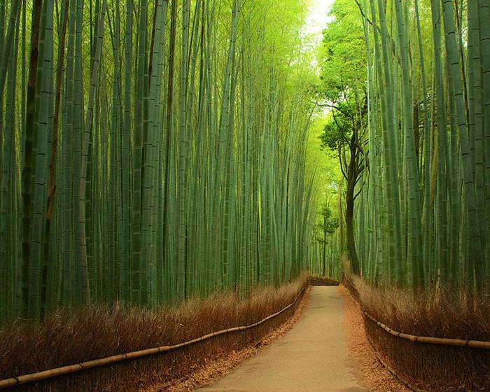 beautiful tree tunnels