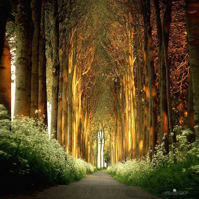 beautiful tree tunnels
