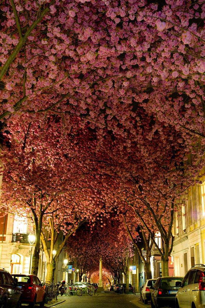 beautiful tree tunnels