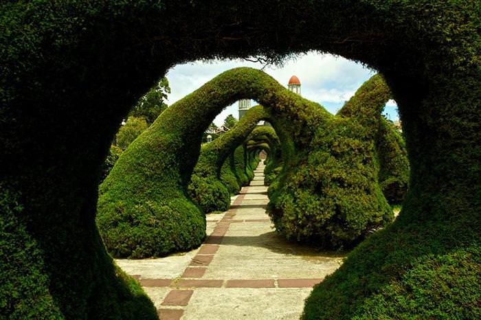 beautiful tree tunnels