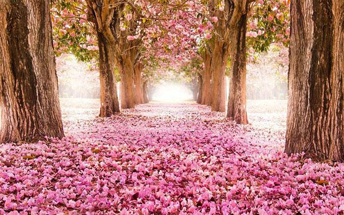 beautiful tree tunnels