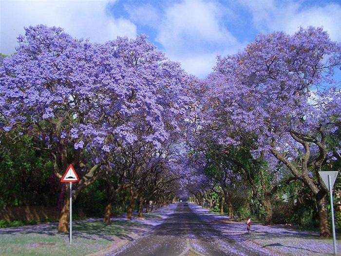 beautiful tree tunnels