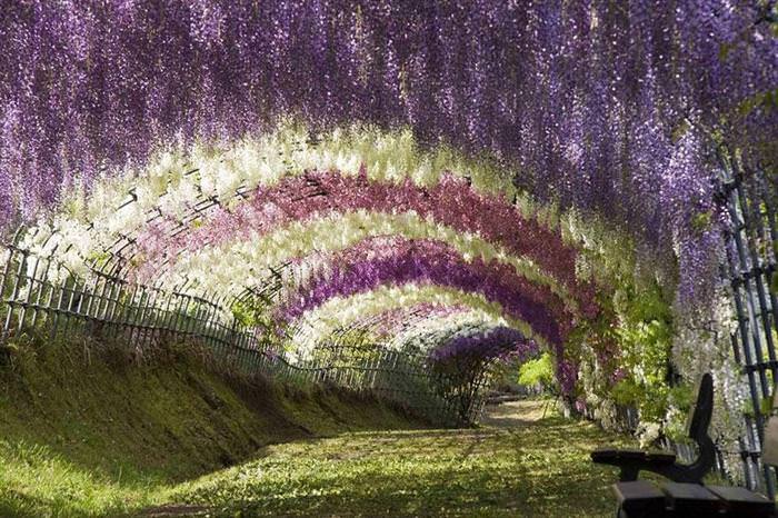 beautiful tree tunnels