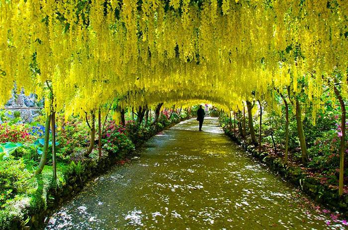 beautiful tree tunnels