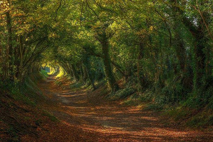 beautiful tree tunnels