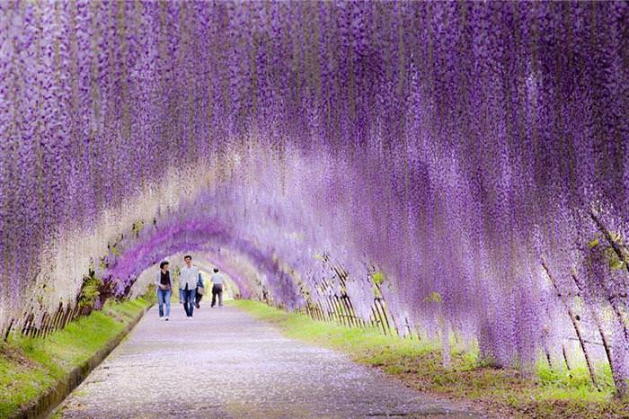 beautiful tree tunnels