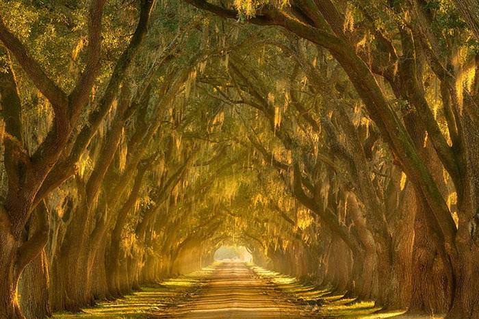 beautiful tree tunnels