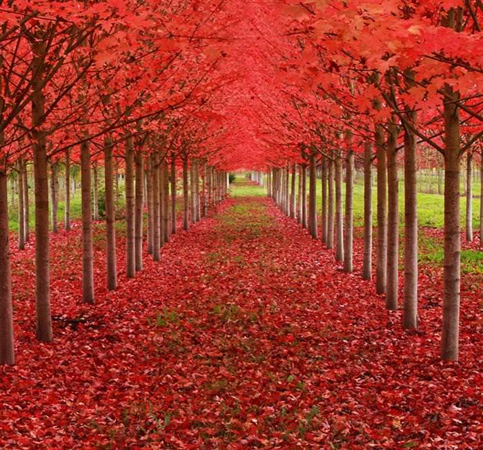 beautiful tree tunnels