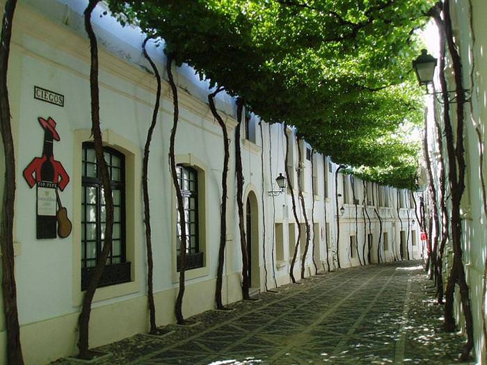 beautiful tree tunnels