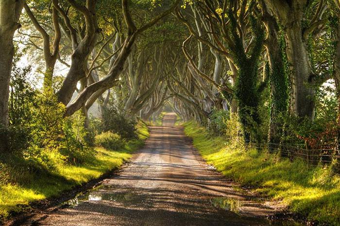 beautiful tree tunnels