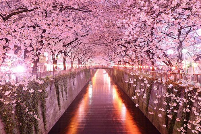 beautiful tree tunnels