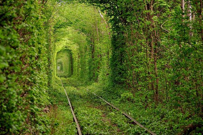 beautiful tree tunnels