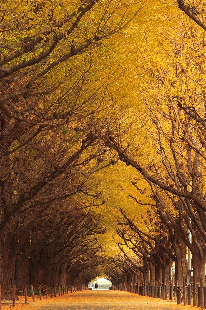 beautiful tree tunnels