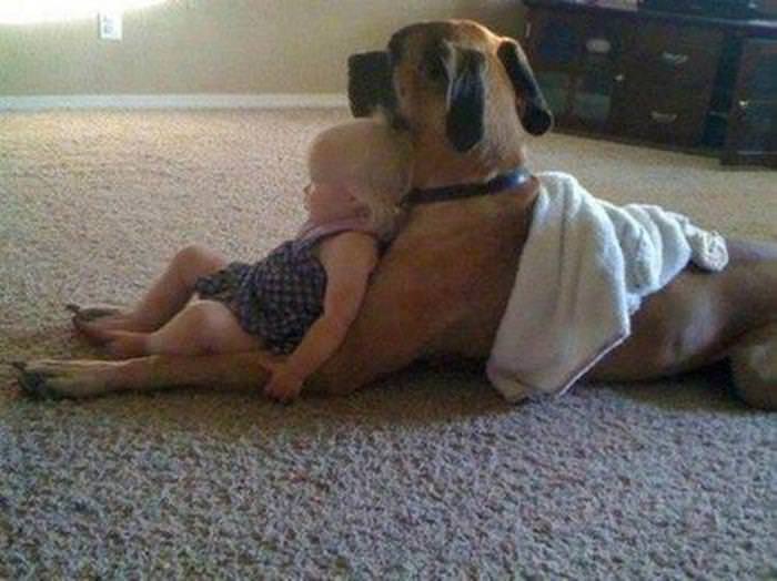 dog babysitter