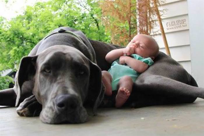 dog babysitter