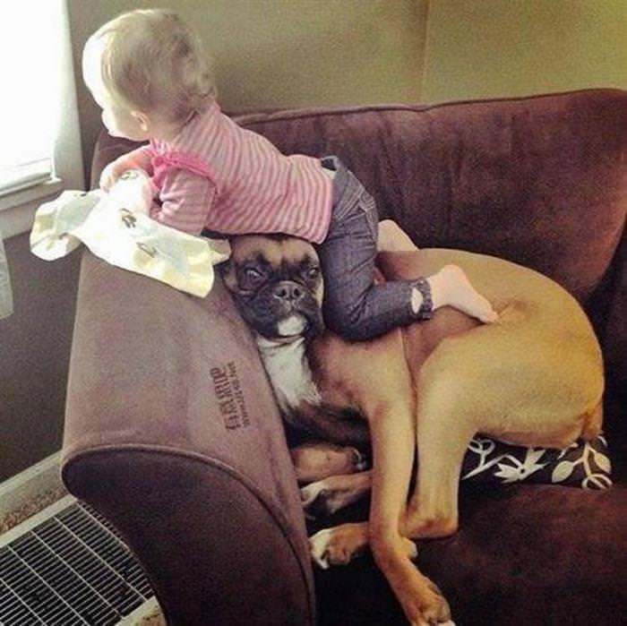 dog babysitter