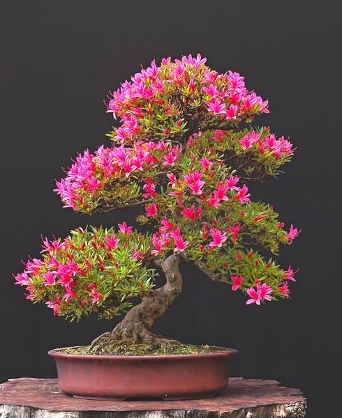 bonsai trees