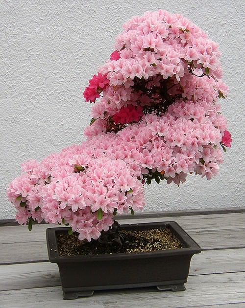 pohon bonsai