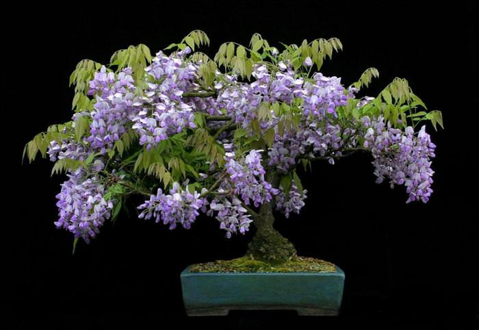 cây bonsai