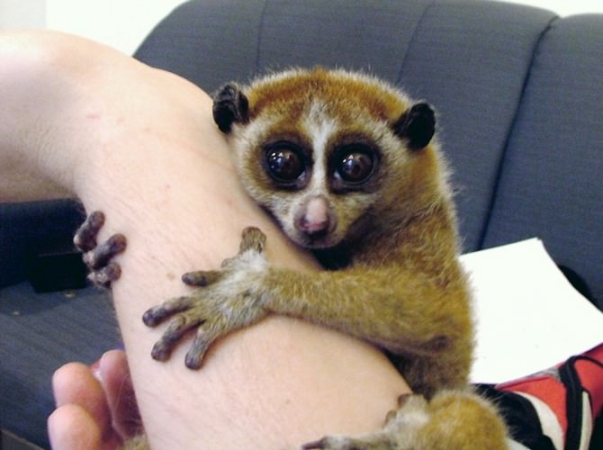cute and deadly