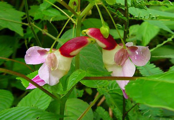 flowers that look like something else