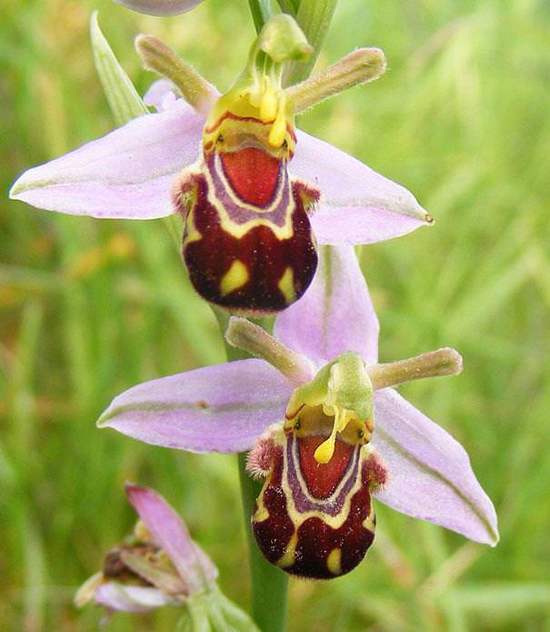 flowers that look like something else