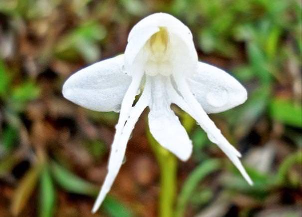 flowers that look like something else