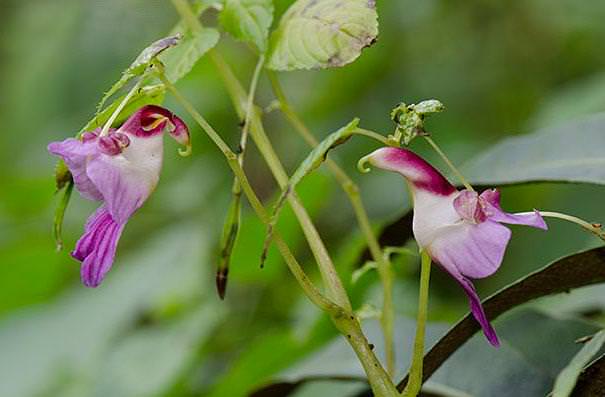 flowers that look like something else