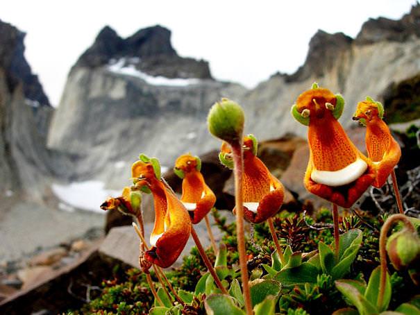 flowers that look like something else