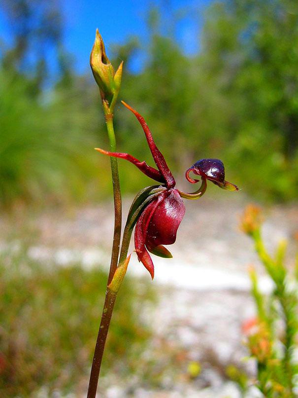 flowers that look like something else