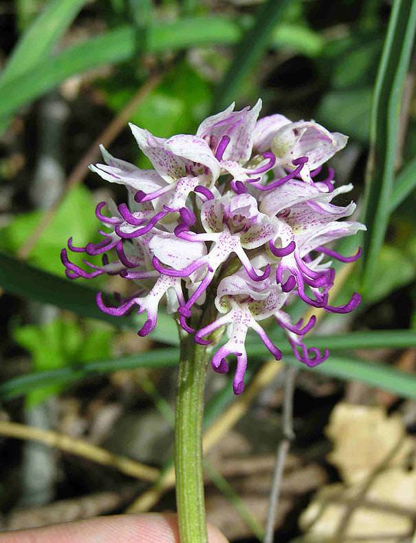 flowers that look like something else