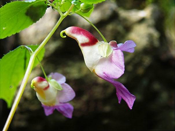 flowers that look like something else