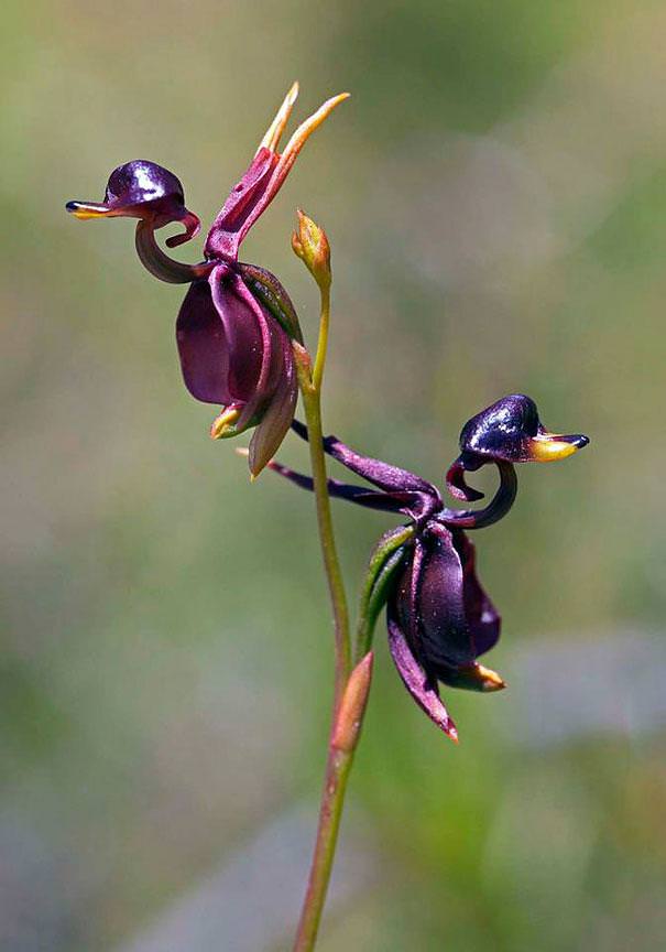 flowers that look like something else