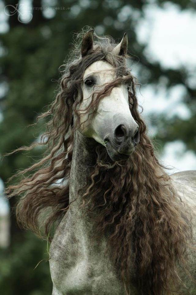 These Horses Have Better Hair than You. Nature BabaMail