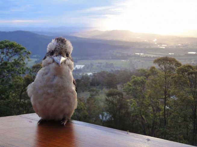 adorable australia