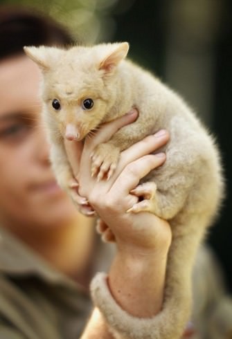 adorable australia