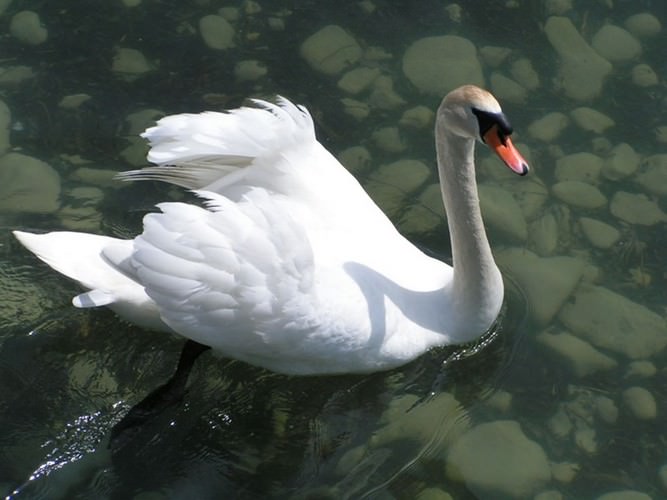 Mainau the garden island