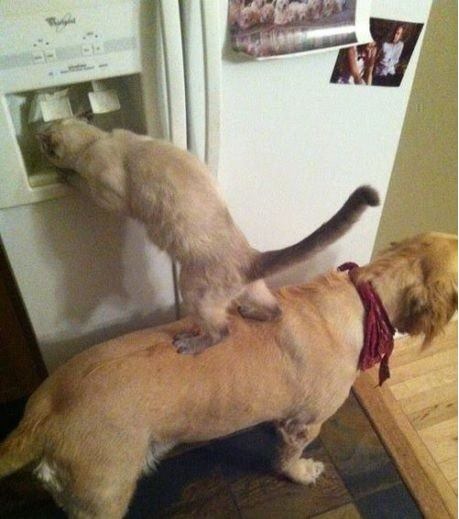 cats over dogs